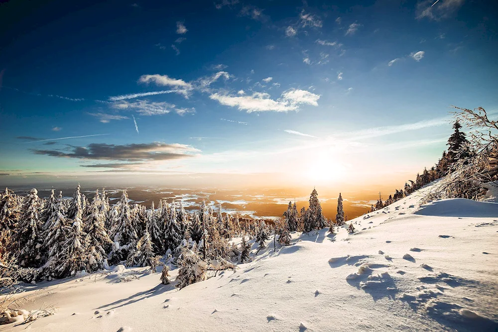 Winter forest