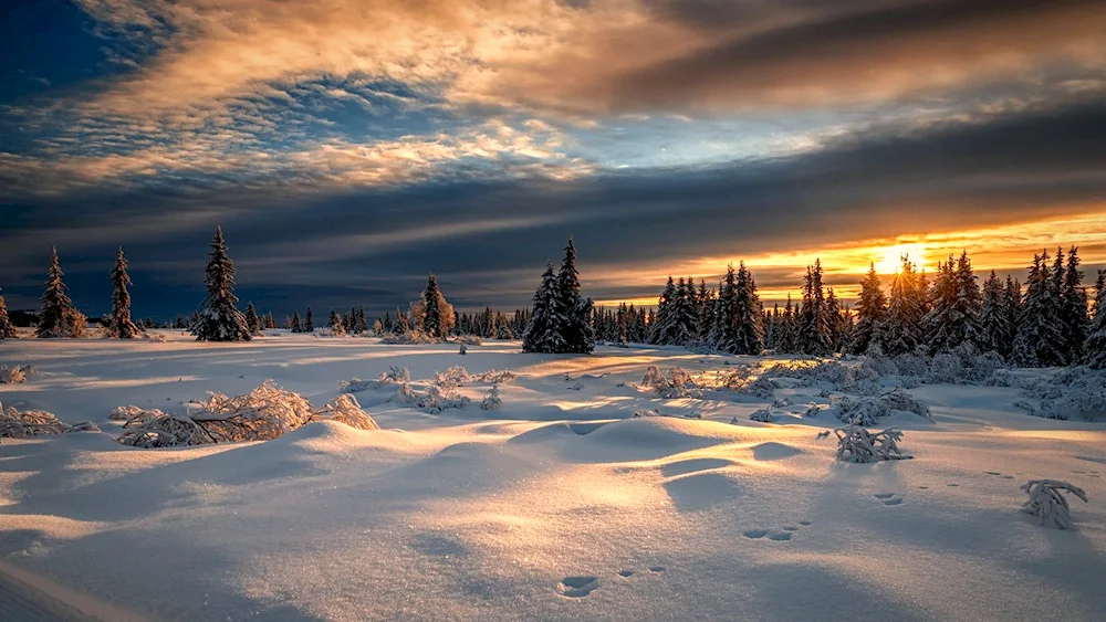 Winter landscape