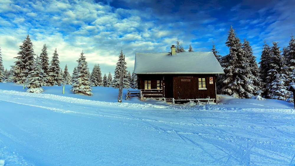 Winter forest cabin