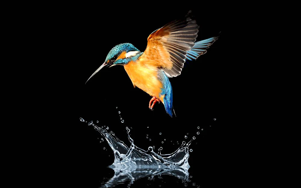 Genshin's kingfisher