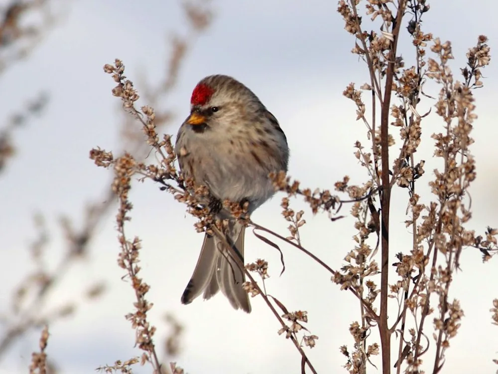 Birds of the Altai Mountains singing