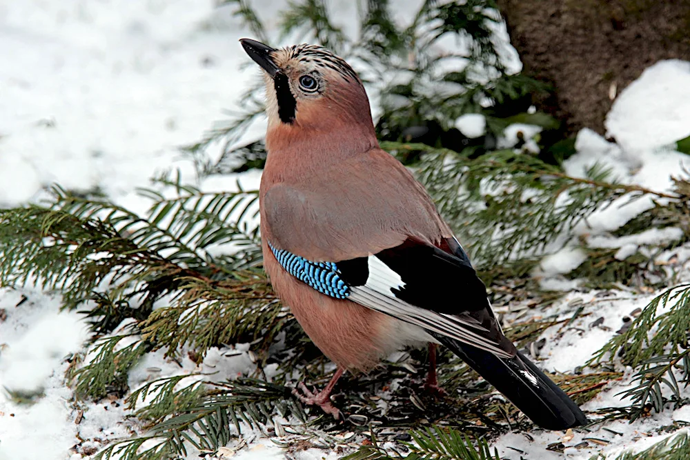 Birds of the Perm Territory