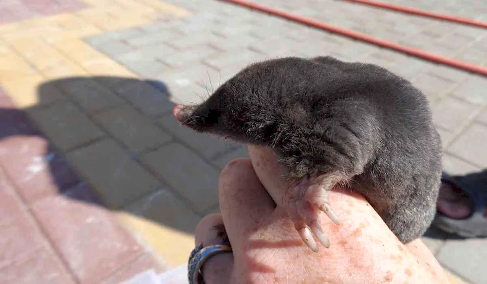 Star-nosed Mole