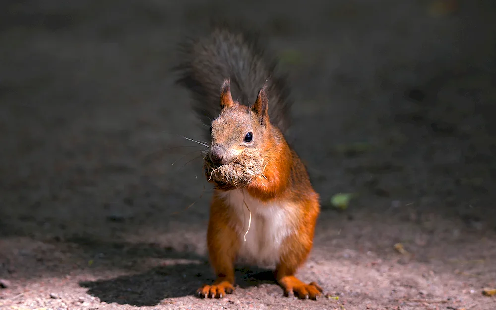 An evil squirrel