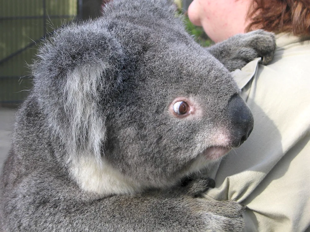 Koala