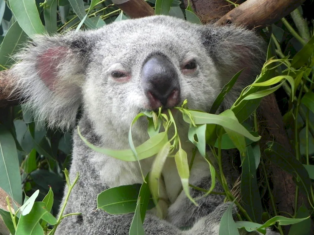 Koala