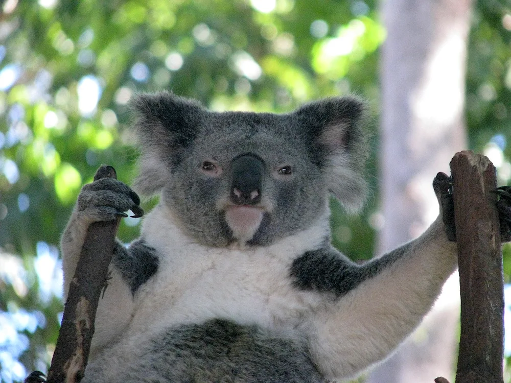 Koala in Australia