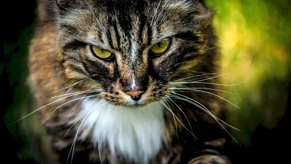 Evil cat
