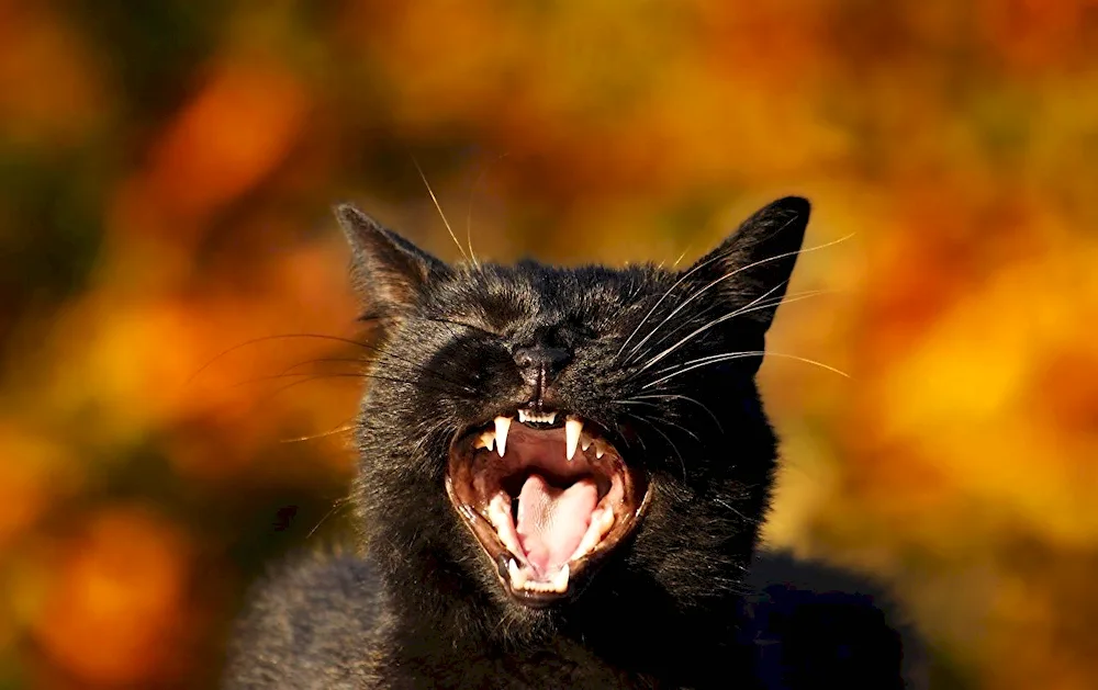 Evil cat in the dark