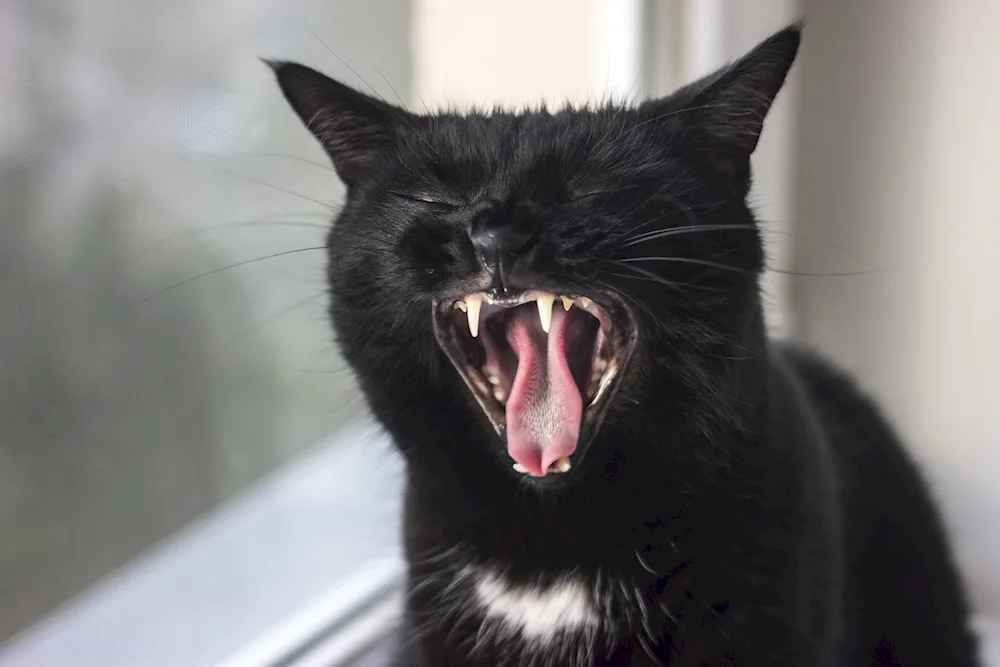 Evil cat