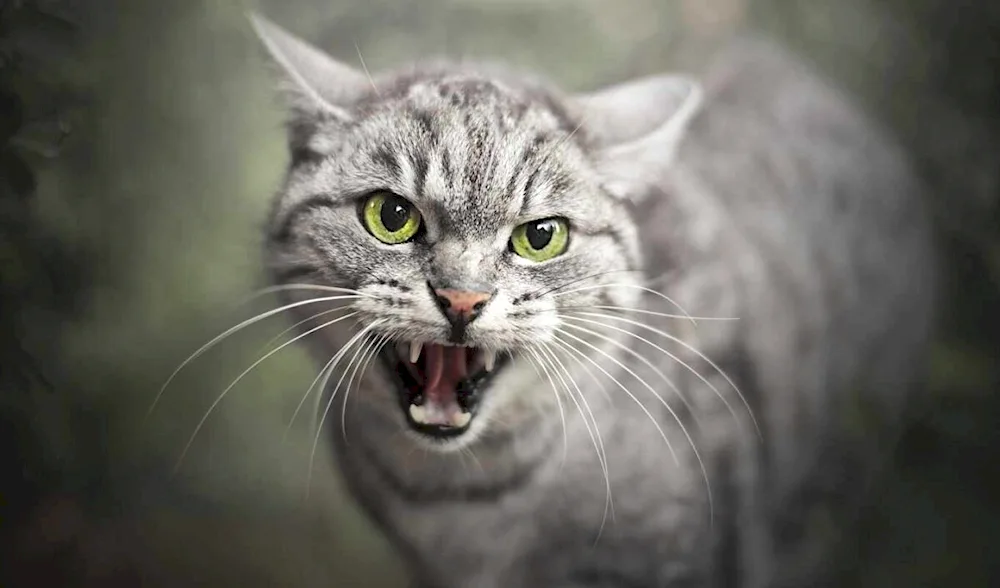 Evil cat