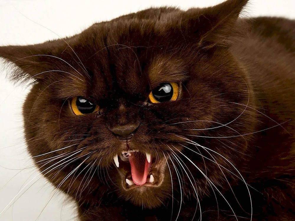 Evil cat