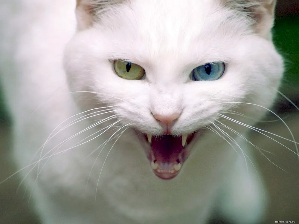 Britan cat
