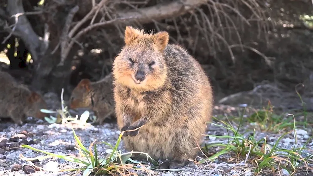 Kangaroo Quokka