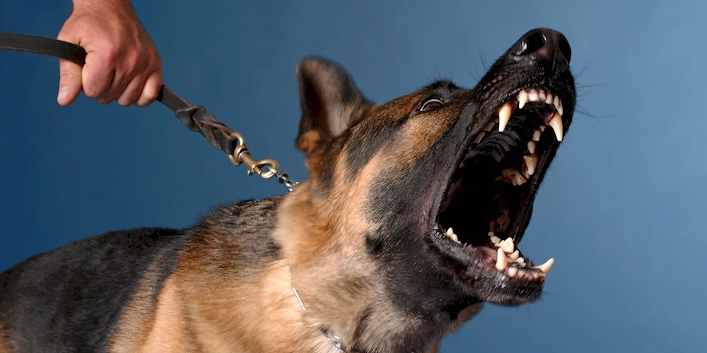 Black German Shepherd dog barking