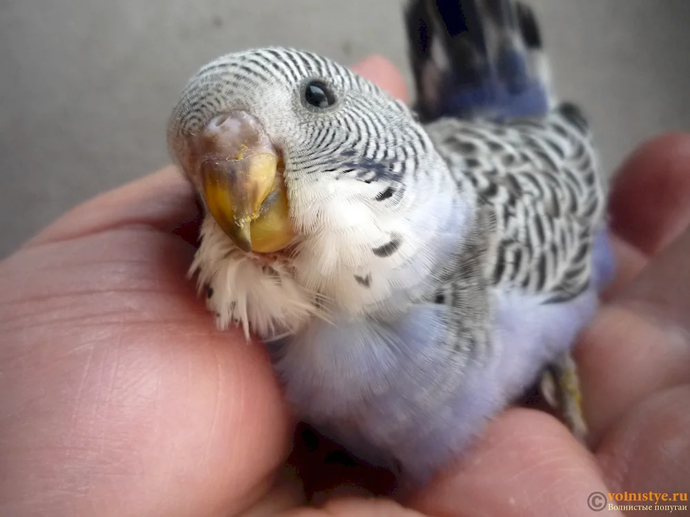 Wavy parrot chicks