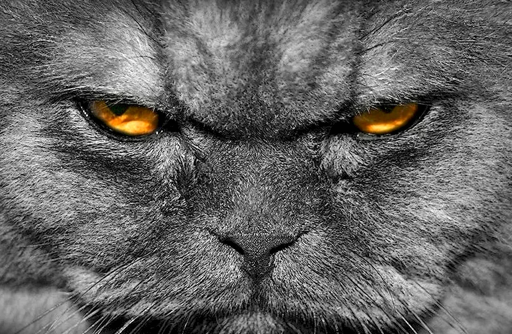 Evil cat