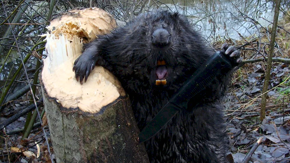 An angry beaver