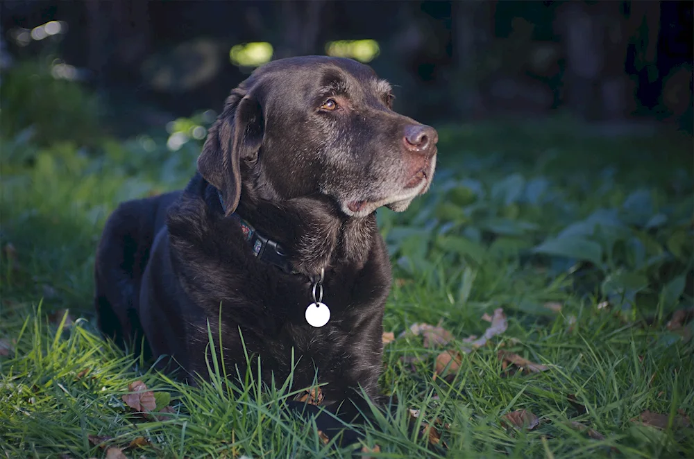 Labrador black