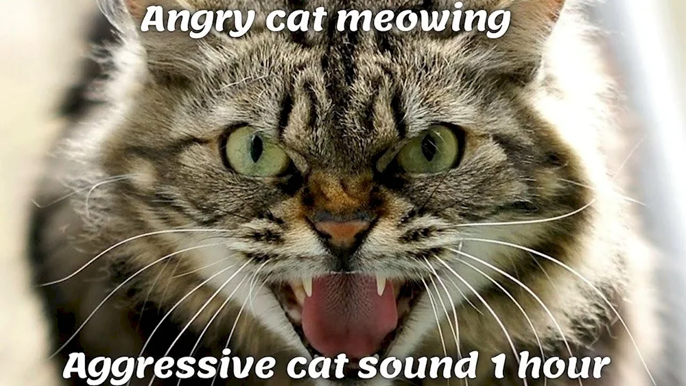 Oscarling cat