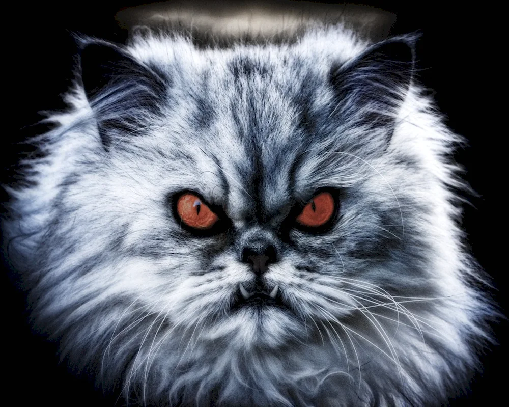 An evil cat