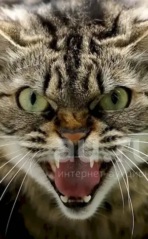 Angry cat