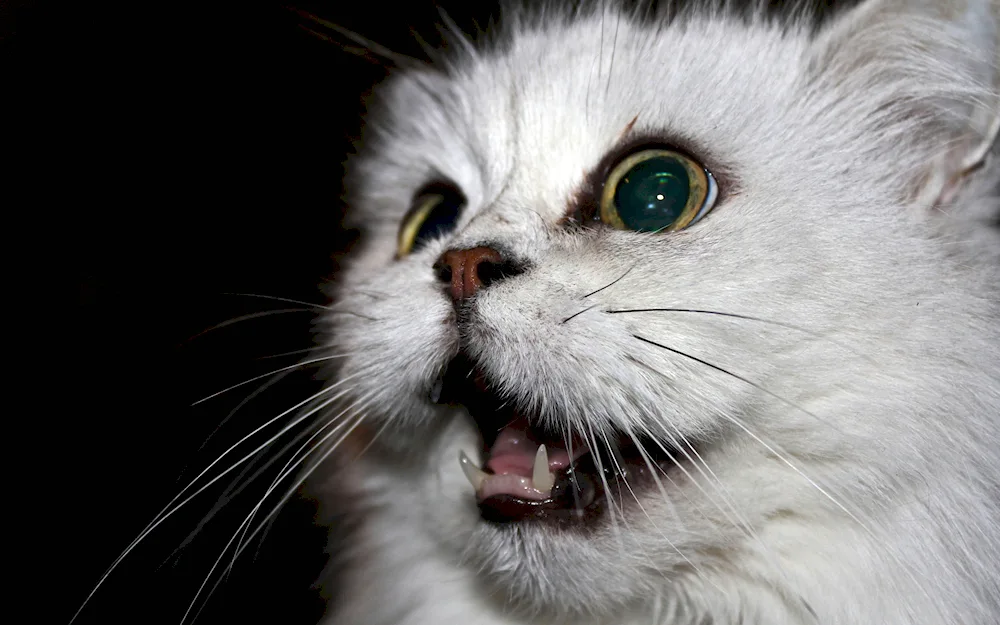 A Scottish lop-eared cat angry