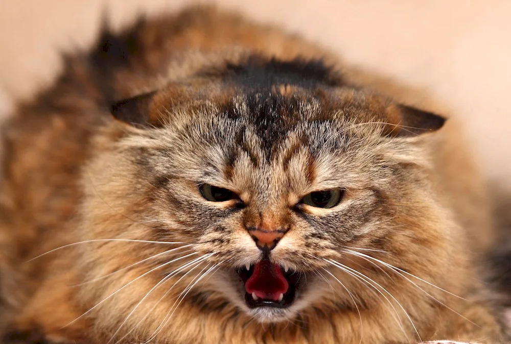 Evil cat