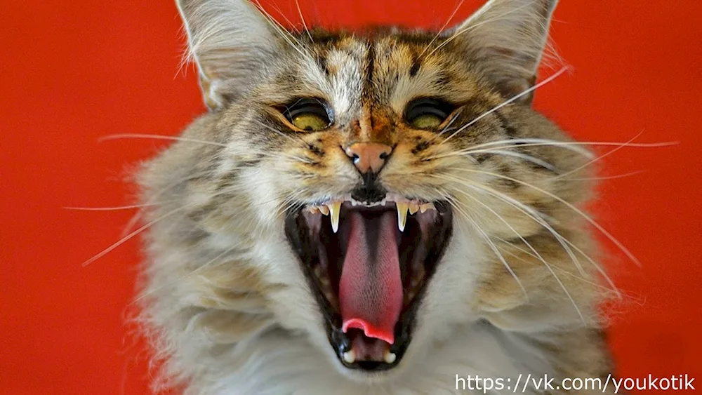 Evil cat
