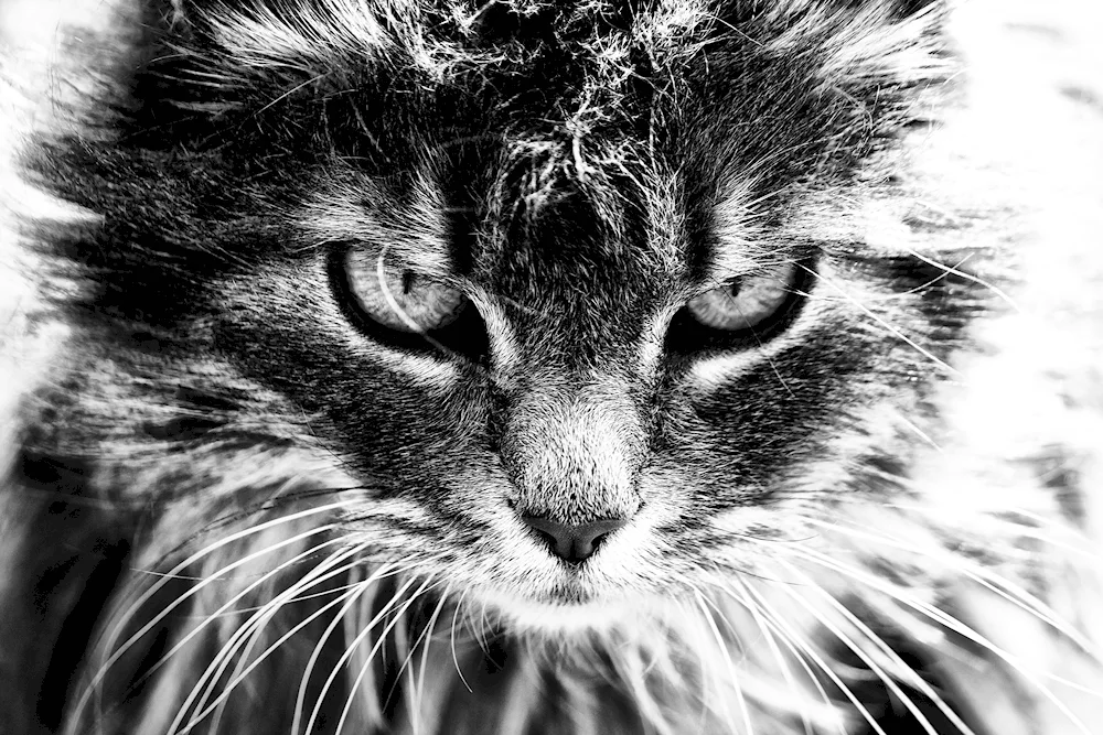 Evil cat