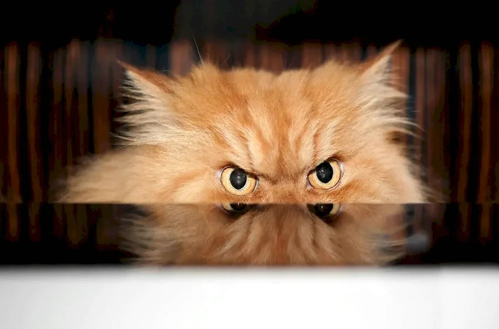 An evil cat