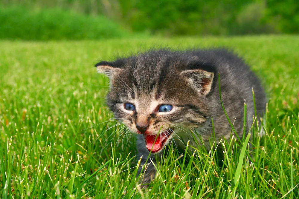 British Angry cat