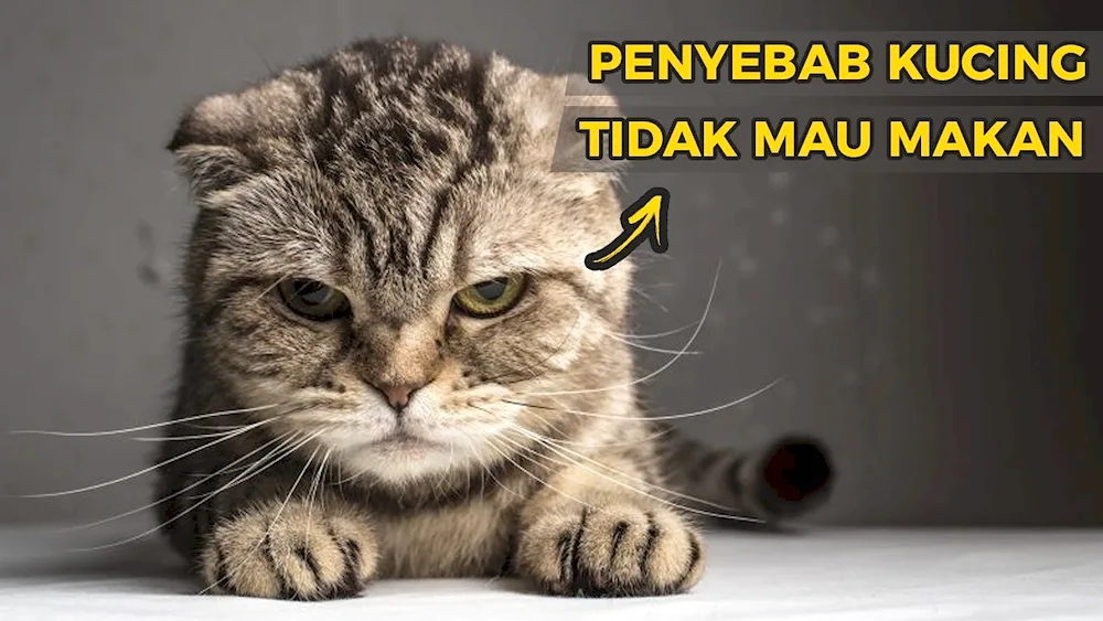Evil cat