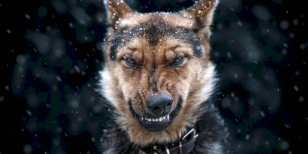 Black dog in snow