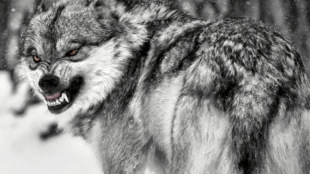 Wolf slash wolf slash wolf slash wolf slash wolf slash wolf slash wolf slash wolf slash wolf slash wolf slash wolf slash wolf slash wolf slash wolf slash wolf slash wolf slash wolf slash wolf slash wolf slash wolf slash wolf slash wolf slash wolf slash wolf slash wolf slash wolf slash wolf slash wolf slash wolf slash wolf slash wolf slash wolf slash wolf slash wolf slash wolf slash cawing