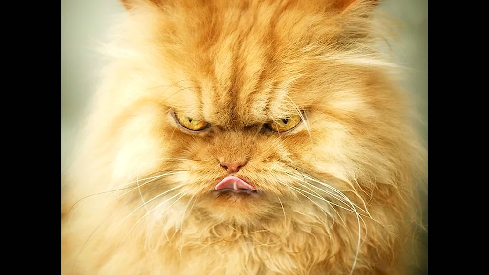 An angry cat