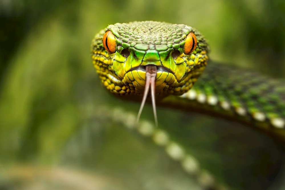 King Cobra Nagaina