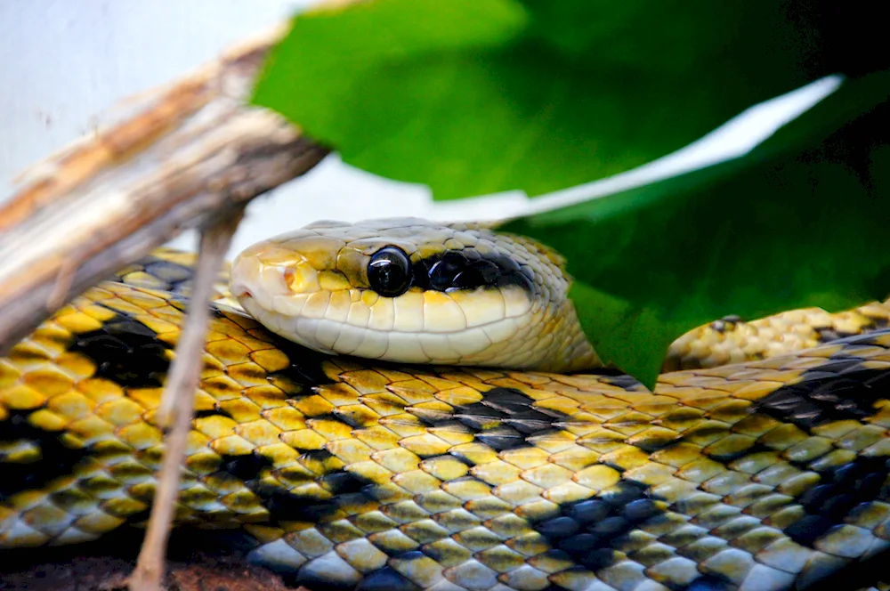 Red-bellied Aspid