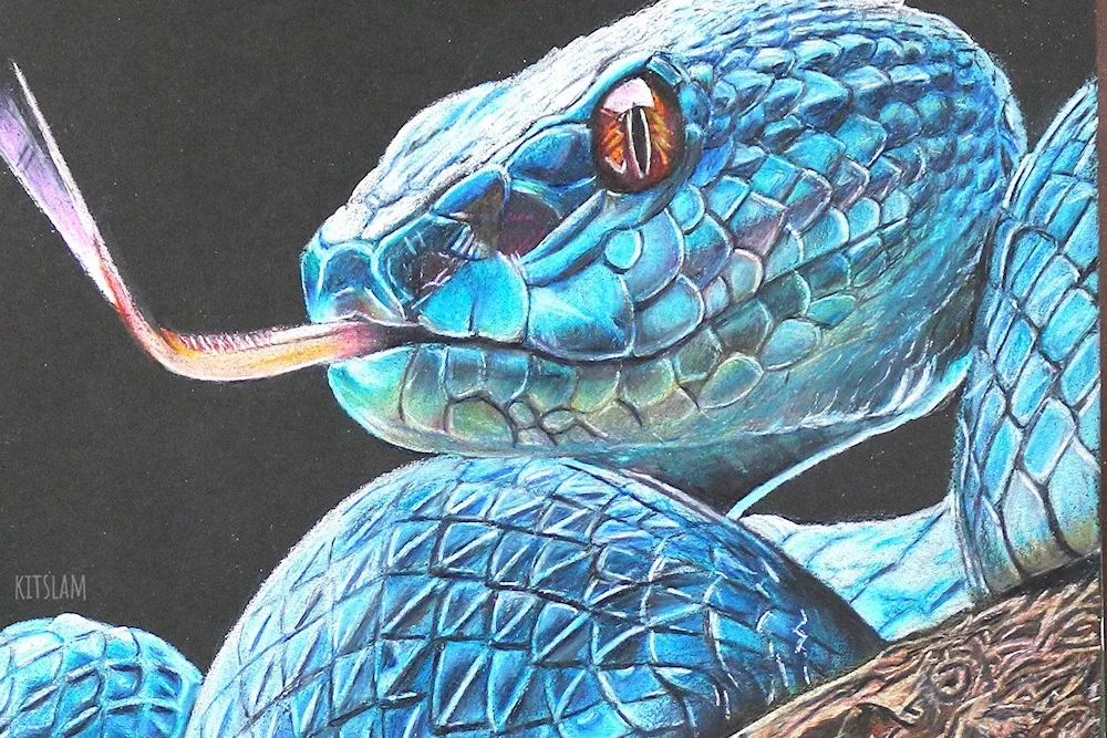 Snake colouring
