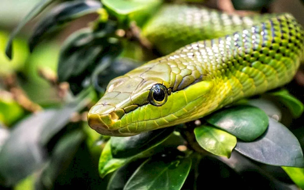 Californian Albino