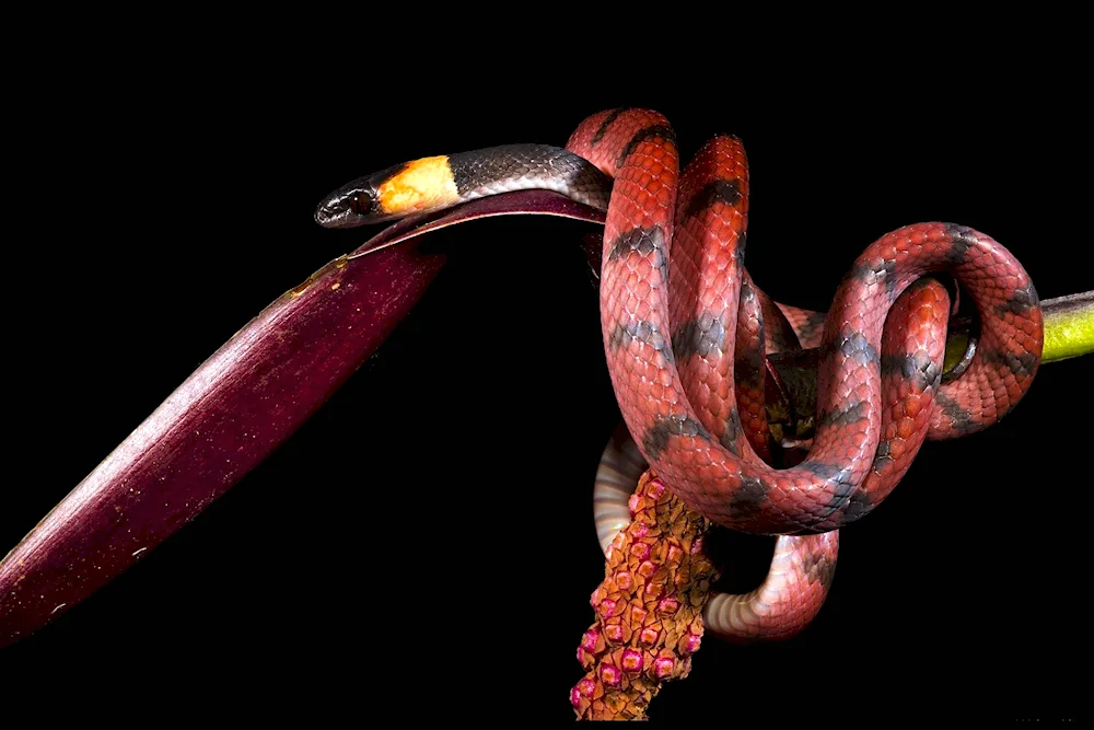 Gucci's Aspid snake