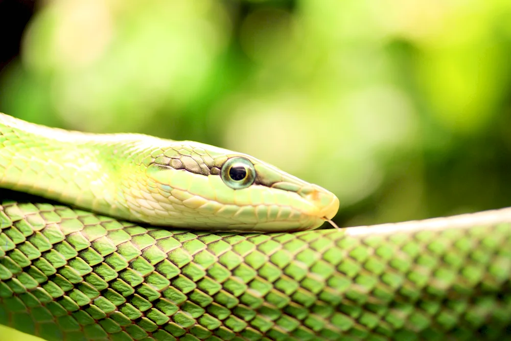 Bush viper Atheris