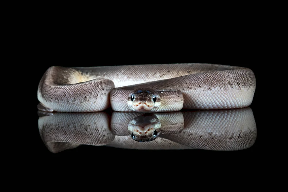 Imperial boa constrictor