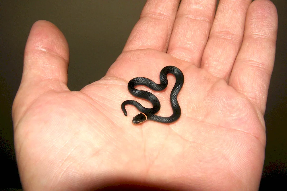 Garter snake Thamnophis sirtalis