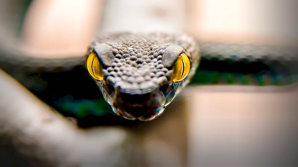 Common viper - non-venomous snakeGreen viper snakeBlack python snake.