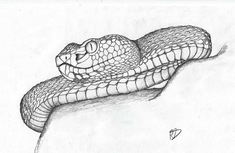 Snake drawing in pencil
