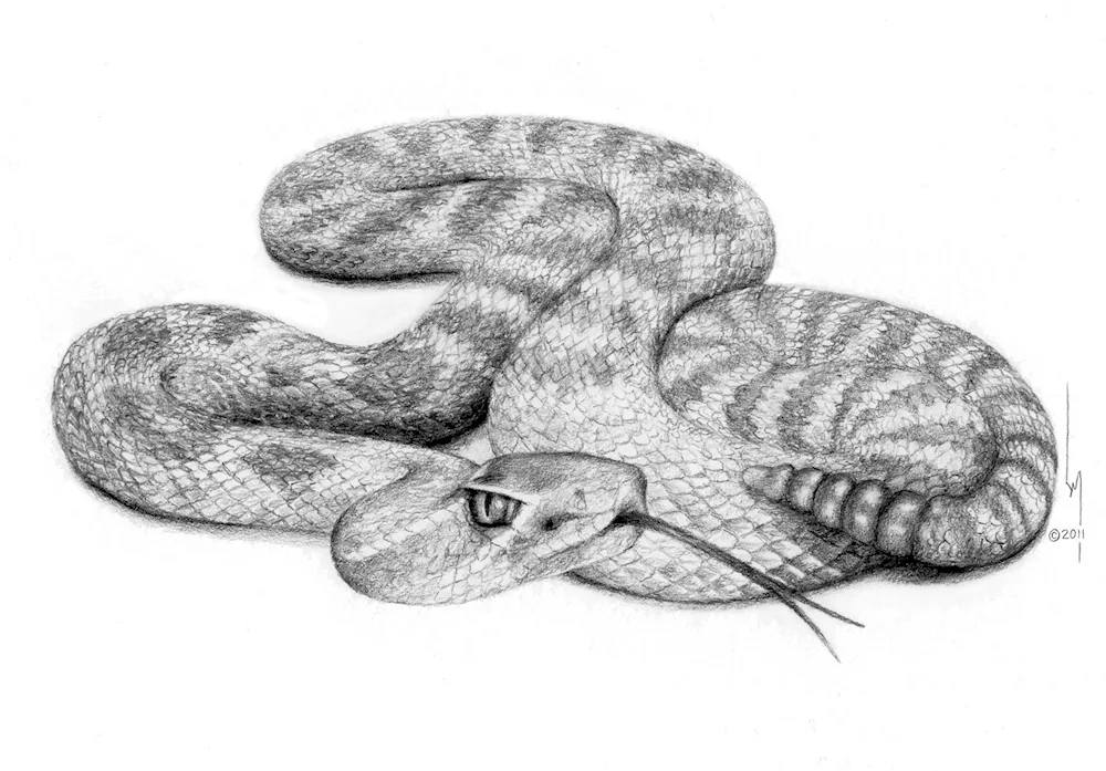 Crocodile colouring
