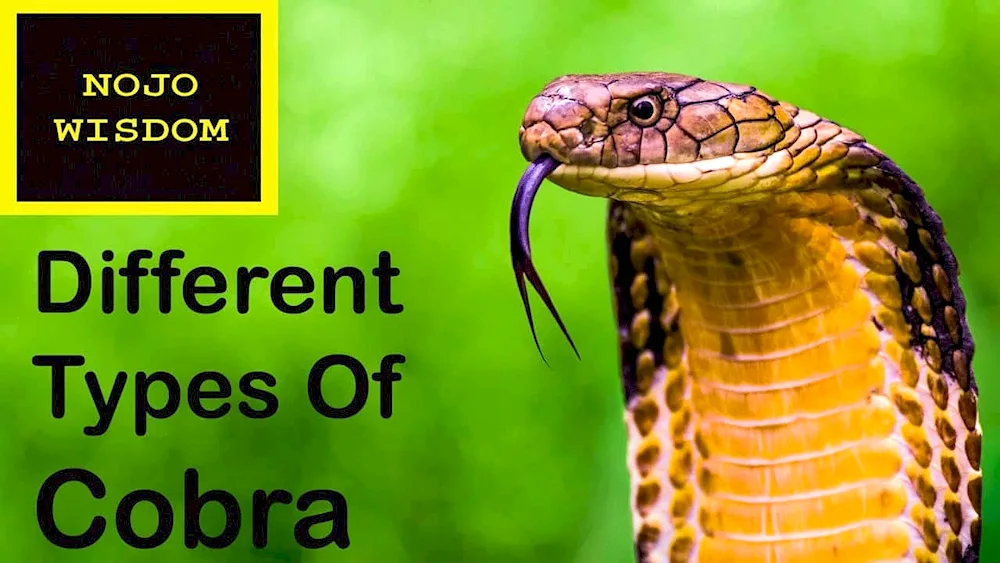 Cobra snake