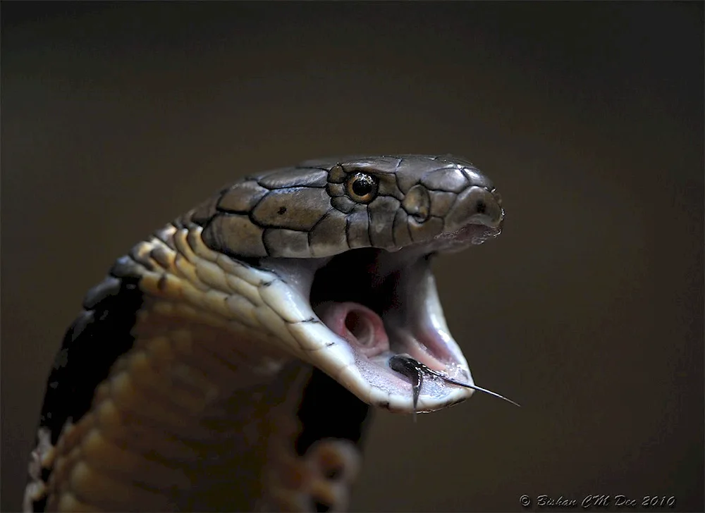 King Cobra Nagaina