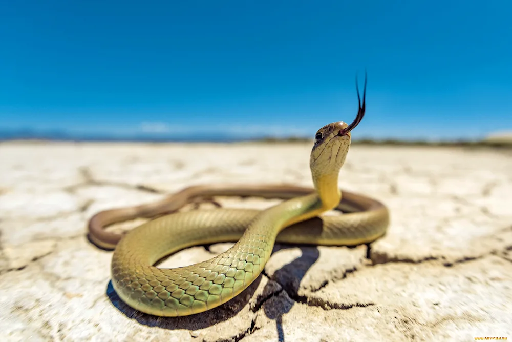 Black mamba snake